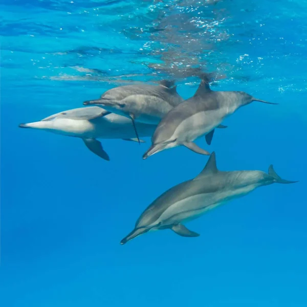 Дом дельфинов: морская прогулка к рифу Сатайя