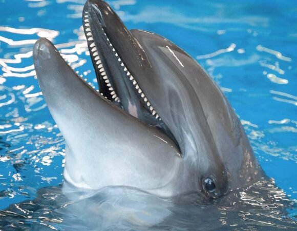 Дельфинарий в Макади Бэй из Хургады