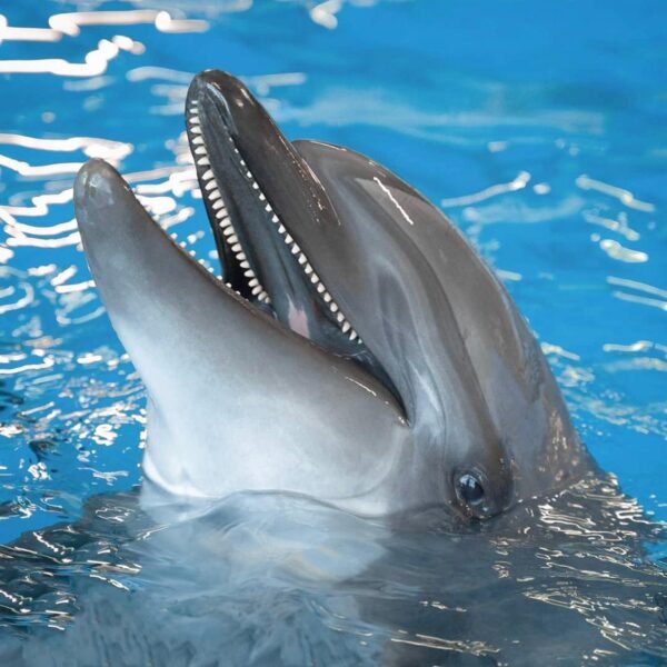 Дельфинарий Шарм-Эль-Шейхе